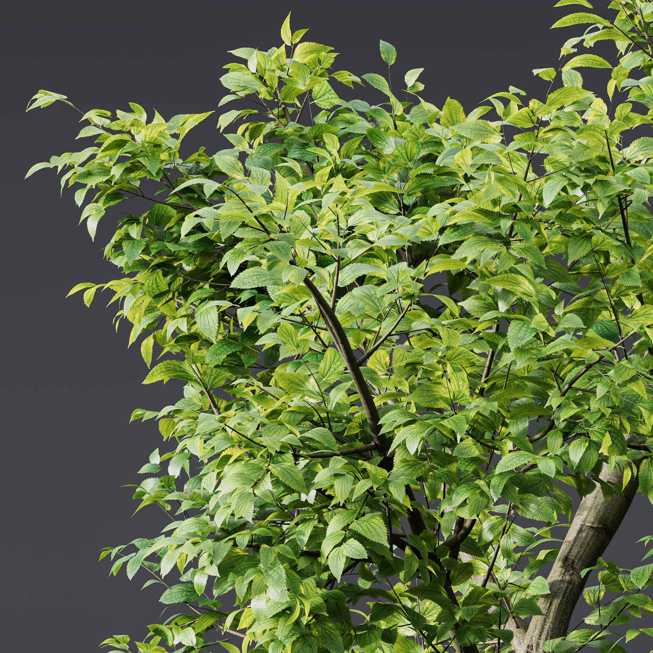 AV 8 different trees Bamboo Bambusoideae and Celtis Australis 3D model_1