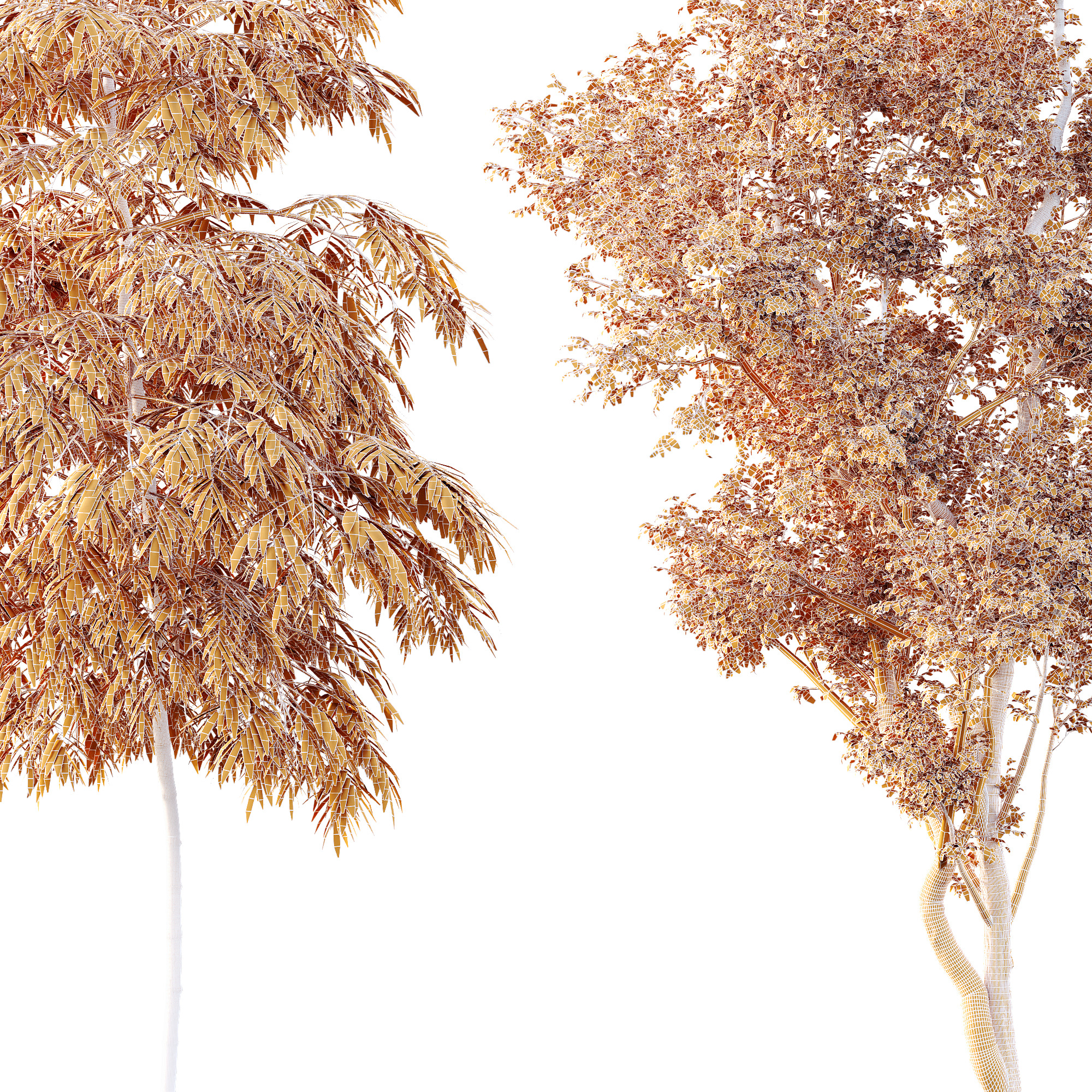 AV 8 different trees Bamboo Bambusoideae and Celtis Australis 3D model_9