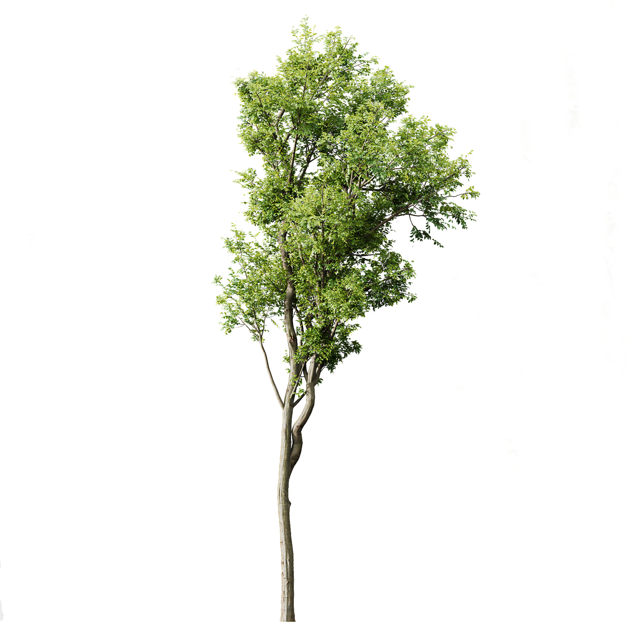 AV 8 different trees Bamboo Bambusoideae and Celtis Australis 3D model_3
