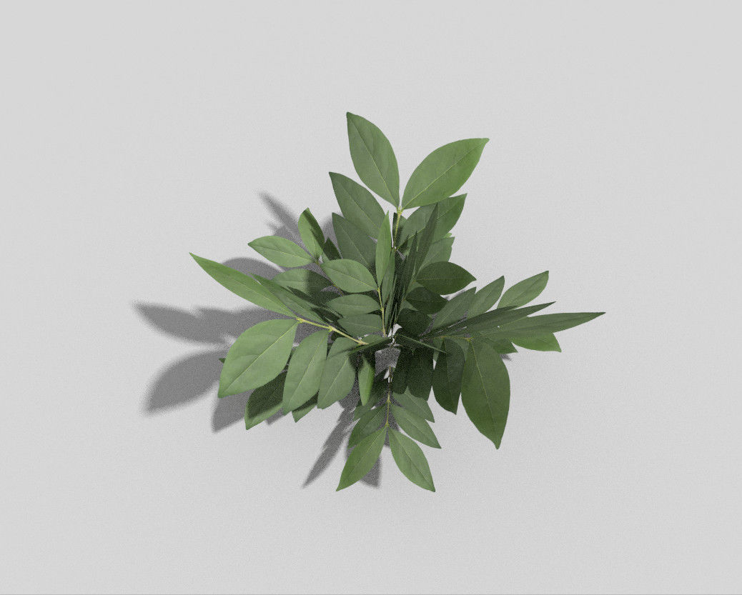 Plant Low-poly 3D model_1