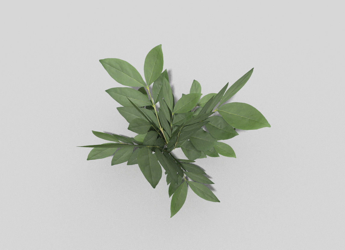 Plant Low-poly 3D model_4
