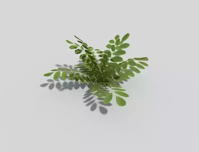 Plant fern