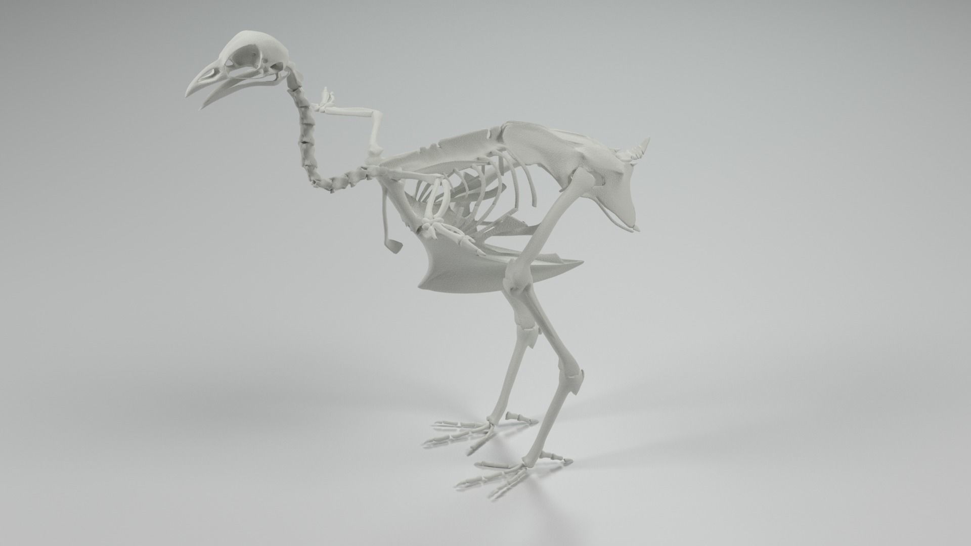 Chicken Skeleton 3D model_0