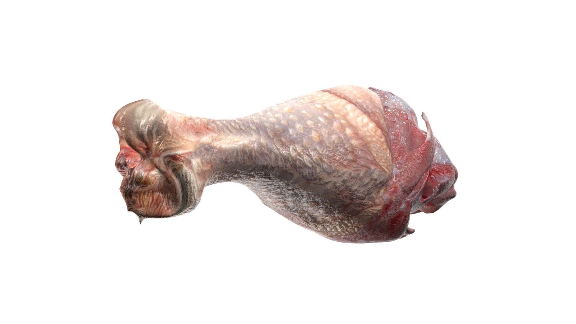 Chicken drumstick raw v2 Low-poly 3D model_5