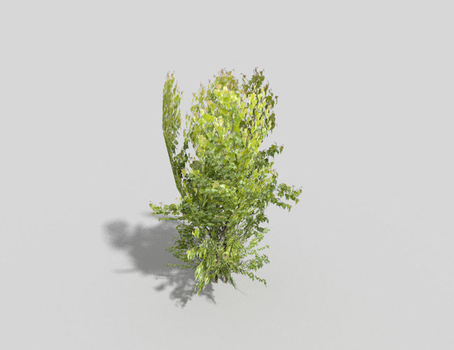 Tree plant Low-poly 3D model
