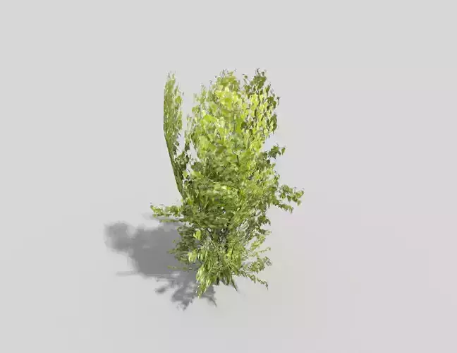 Tree plant