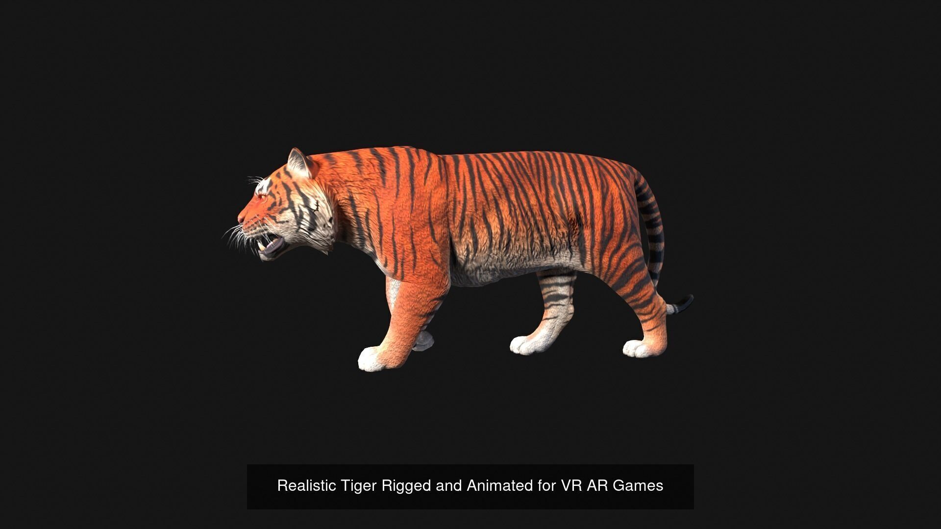 Realistic Wild Animal Pack  - Rigged  Animated 3D Model Collection_6