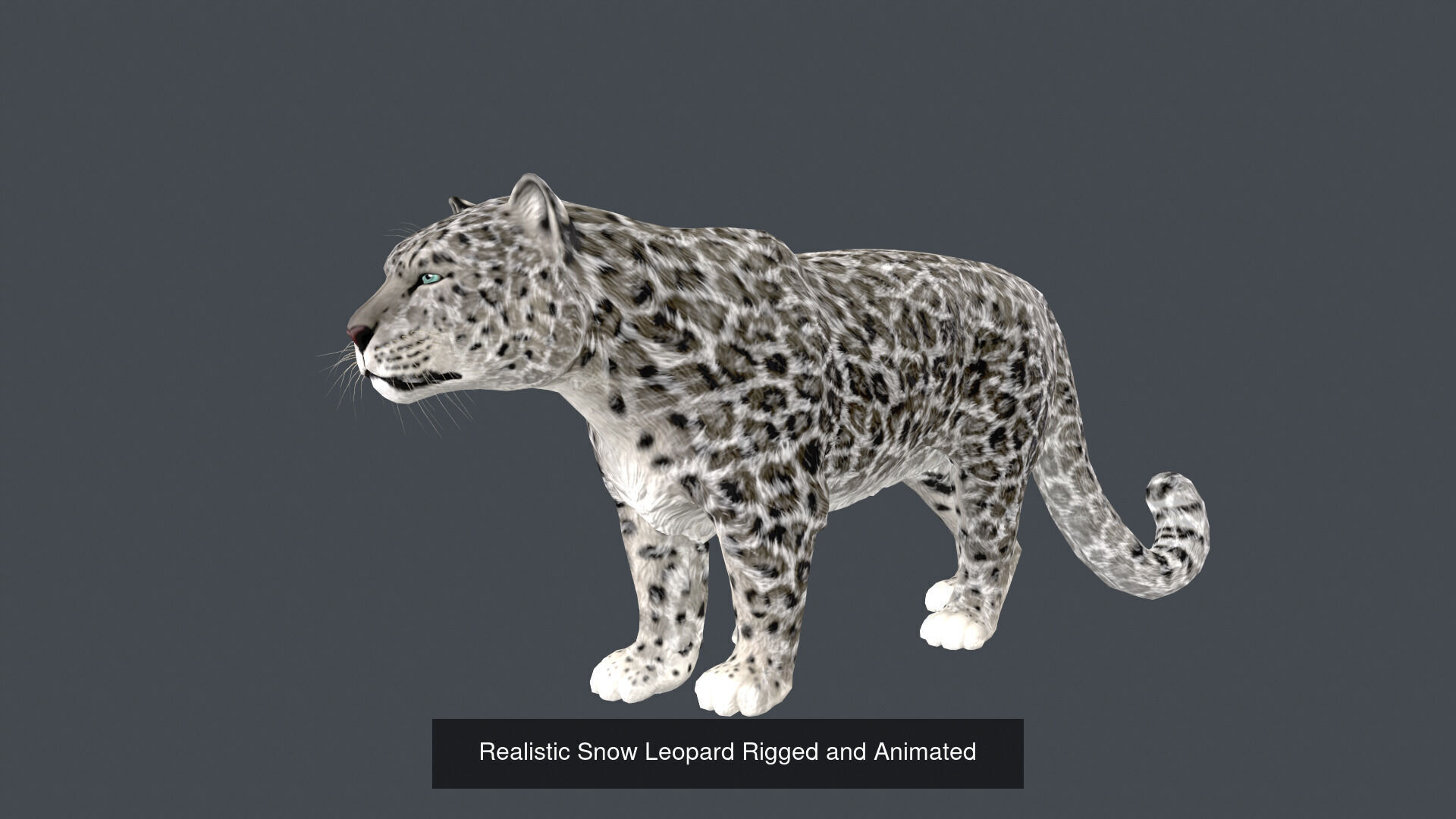 Realistic Wild Animal Pack  - Rigged  Animated 3D Model Collection_10