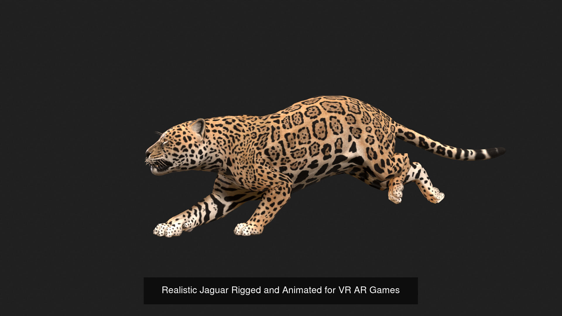 Realistic Wild Animal Pack  - Rigged  Animated 3D Model Collection_7