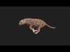 Realistic Wild Animal Pack  - Rigged  Animated 3D Model Collection_2
