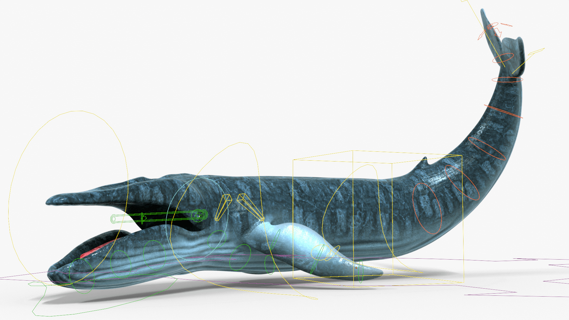 Realistic Blue Whale 3D Model Rigged 3D model_22