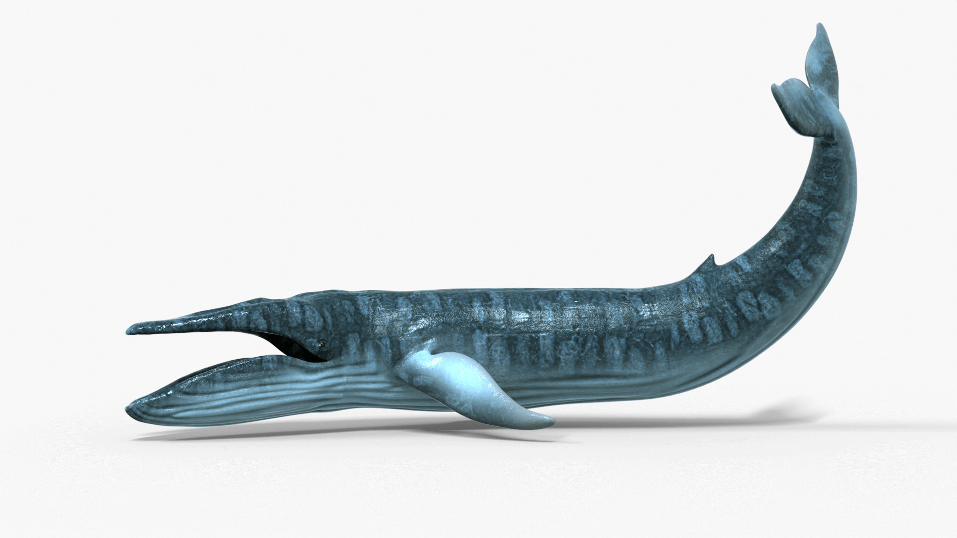 Realistic Blue Whale 3D Model Rigged 3D model_1