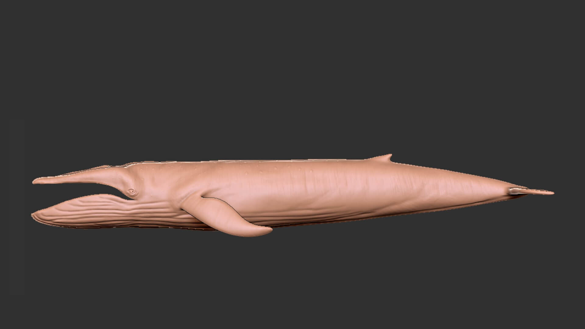 Realistic Blue Whale 3D Model Rigged 3D model_10