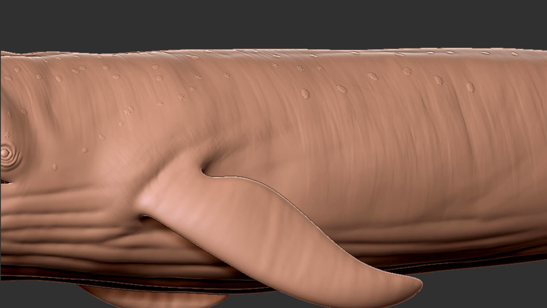 Realistic Blue Whale 3D Model Rigged 3D model_14