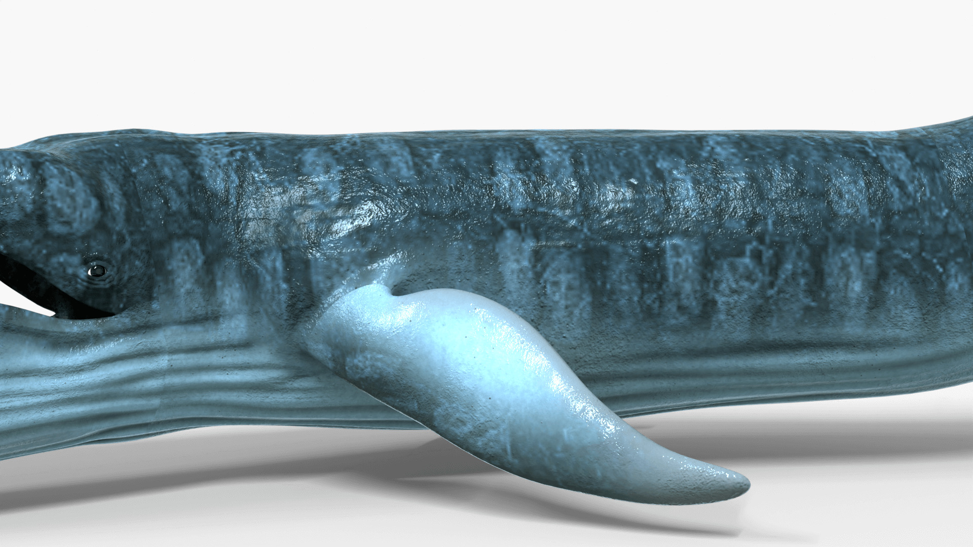 Realistic Blue Whale 3D Model Rigged 3D model_7