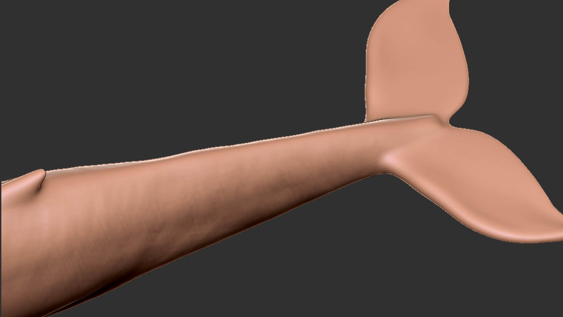 Realistic Blue Whale 3D Model Rigged 3D model_15