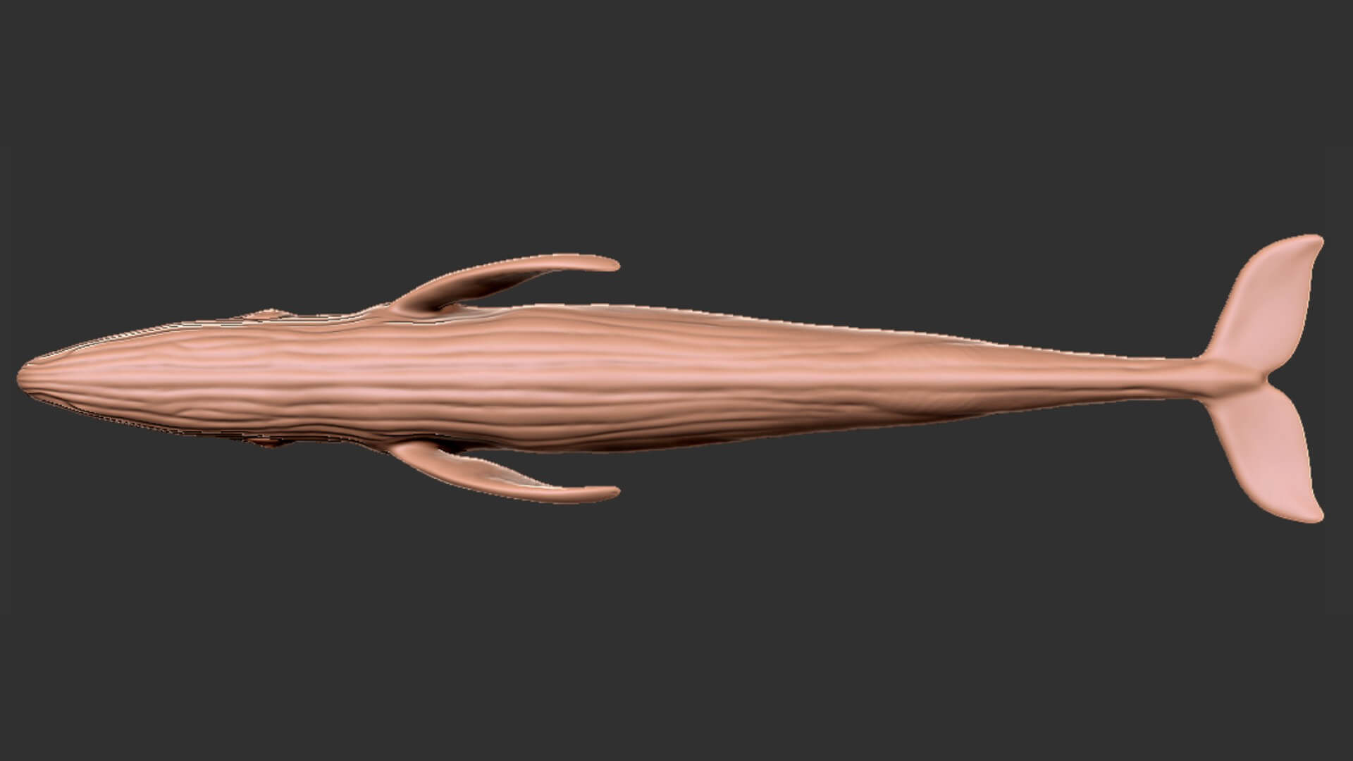 Realistic Blue Whale 3D Model Rigged 3D model_12