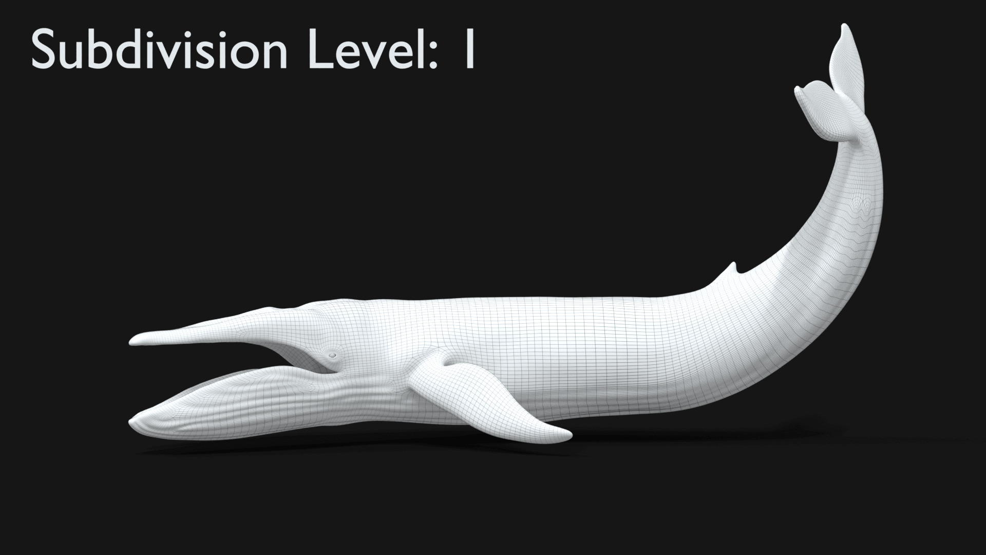 Realistic Blue Whale 3D Model Rigged 3D model_31
