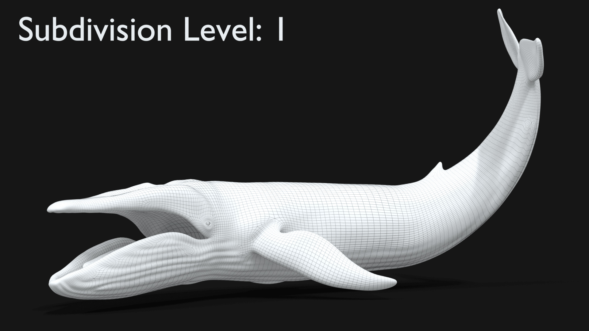 Realistic Blue Whale 3D Model Rigged 3D model_30