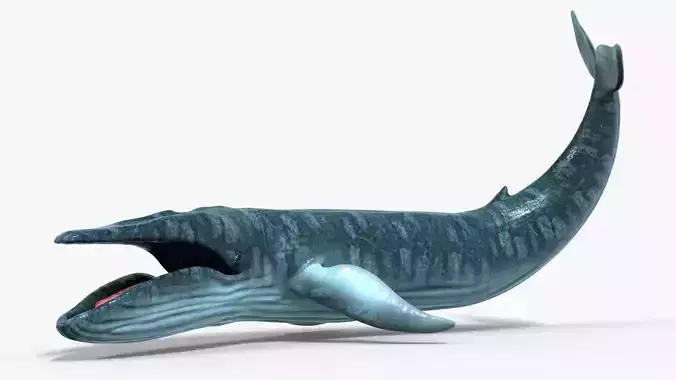 Realistic Blue Whale 3D Model Rigged 3D model