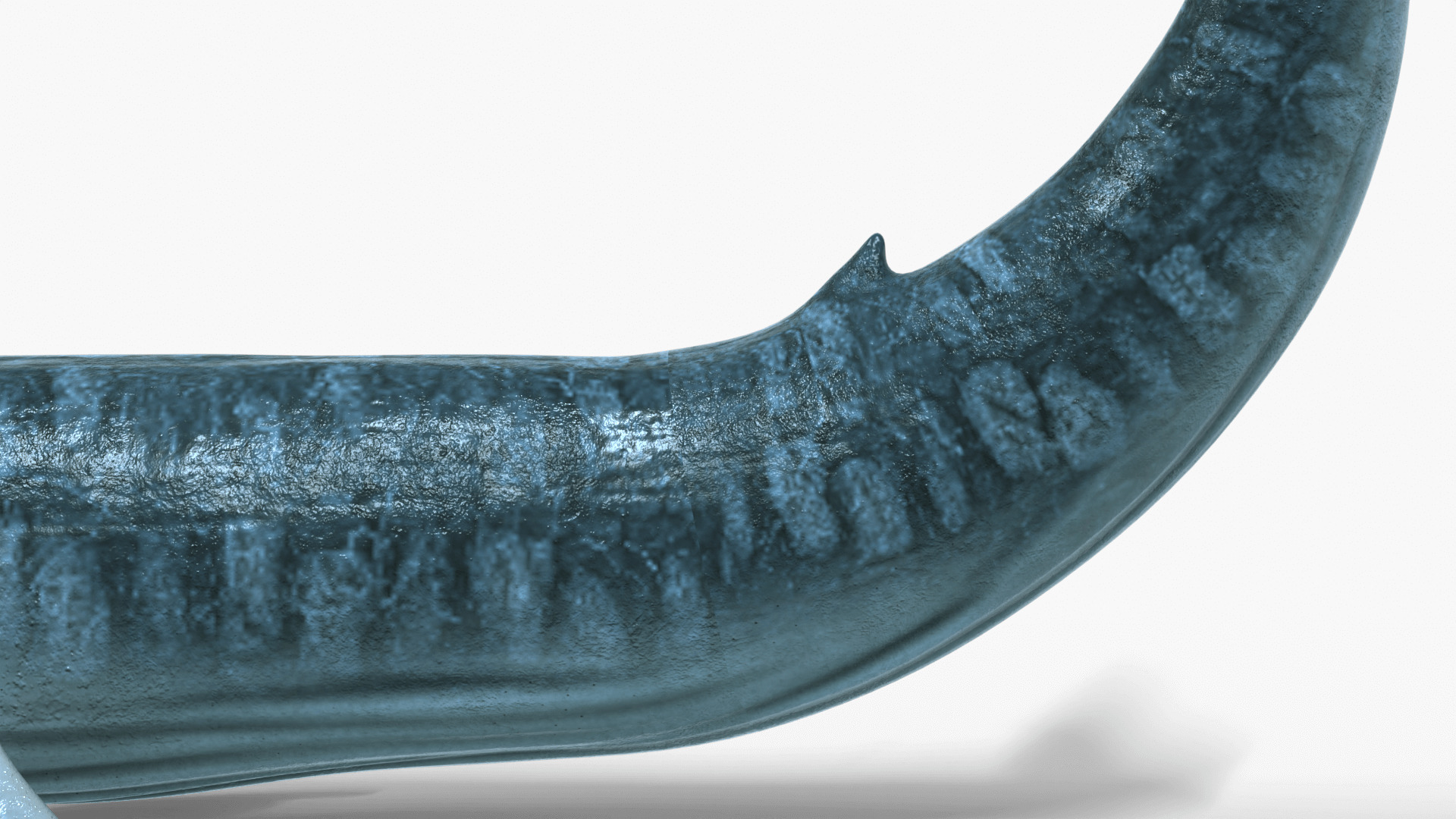 Realistic Blue Whale 3D Model Rigged 3D model_8