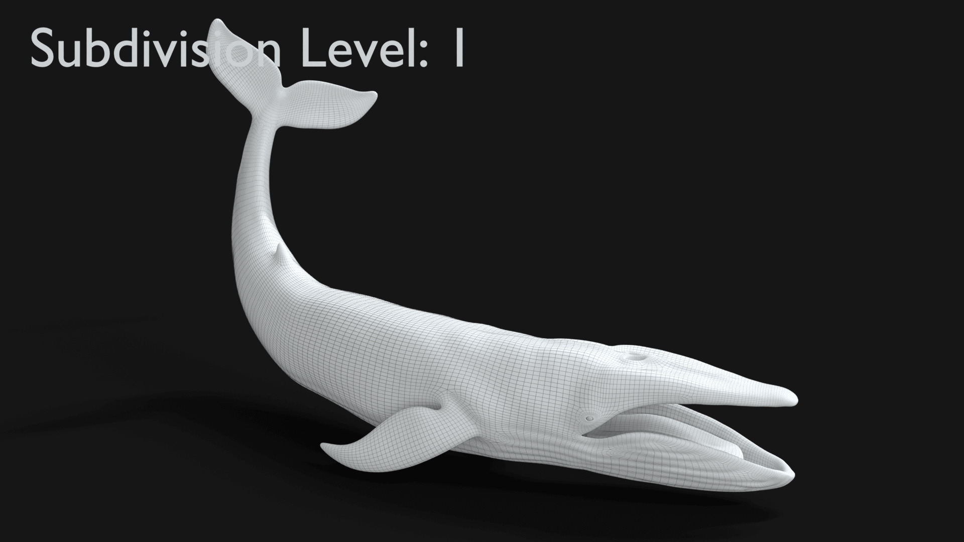 Realistic Blue Whale 3D Model Rigged 3D model_34