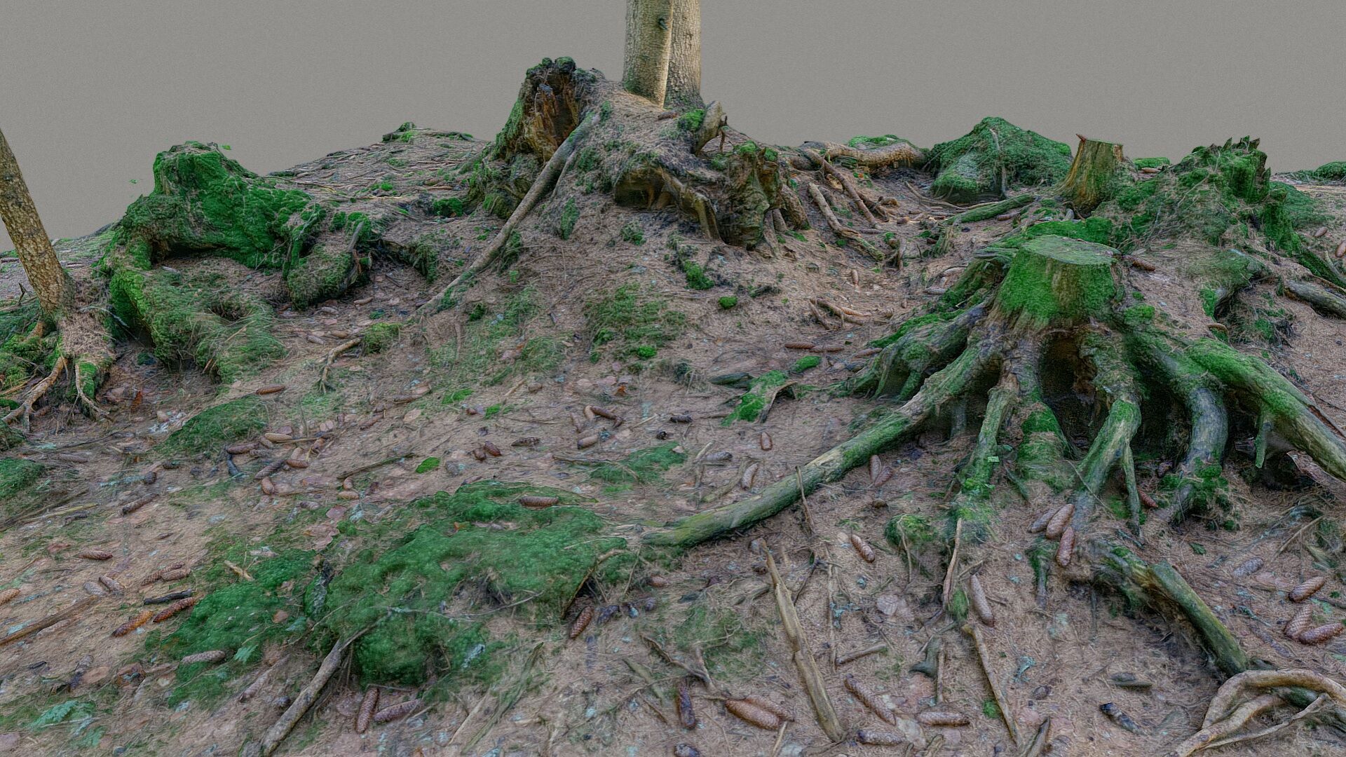 Glade of dead trees with roots 3D model_6