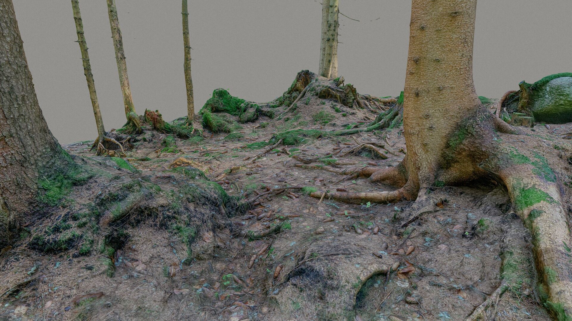 Glade of dead trees with roots 3D model_1