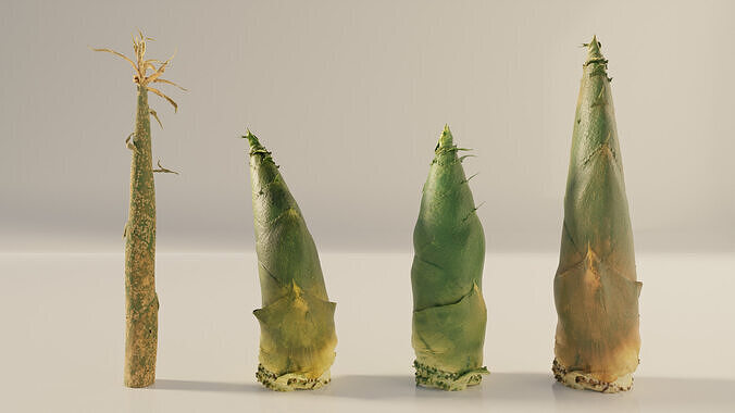 Bamboo shoots 3D model 2