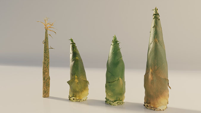 Bamboo shoots 3D model 3