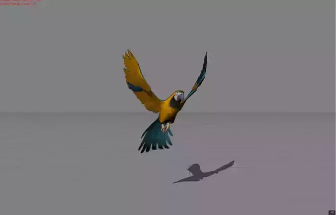 Parrot Blue Bird Animal