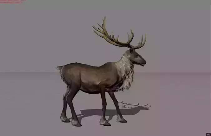 Rain Deers Animal Low-poly 3D model