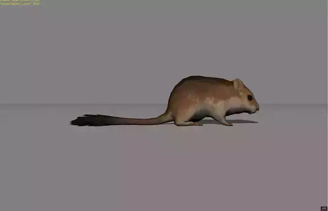 Sand Mouse Animal