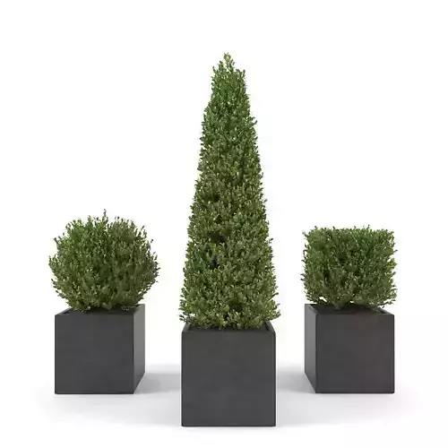 Boxwood - Set 2 conifer tree in square pot