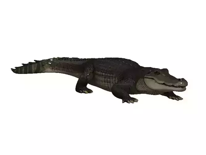 Alligator Low-poly 3D model