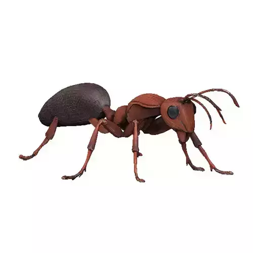 Ant Ant Low-poly 3D model
