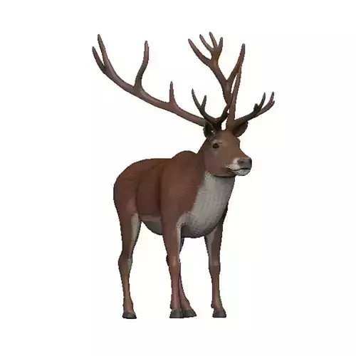Caribou Low-poly 3D model