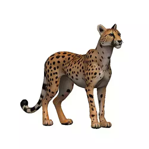 Cheetah Low-poly 3D model