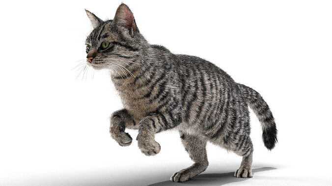 Rigged civet cat gray cat with 4k textures and animation 3D model