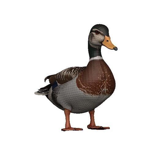 Duck-Duck Low-poly 3D model