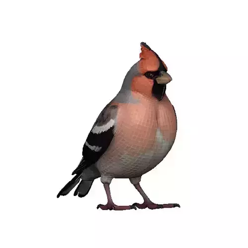 Finch Low-poly 3D model