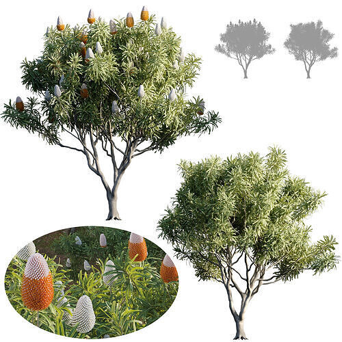Banksia prionotes - Acorn banksia 01 - GrowFX 3D model