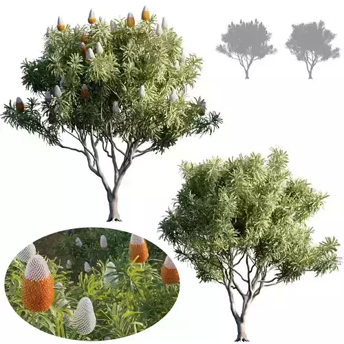 Banksia prionotes - Acorn banksia 01 - GrowFX