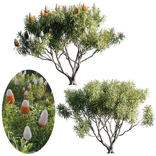 Banksia prionotes - Acorn banksia 02 - GrowFX 3D model