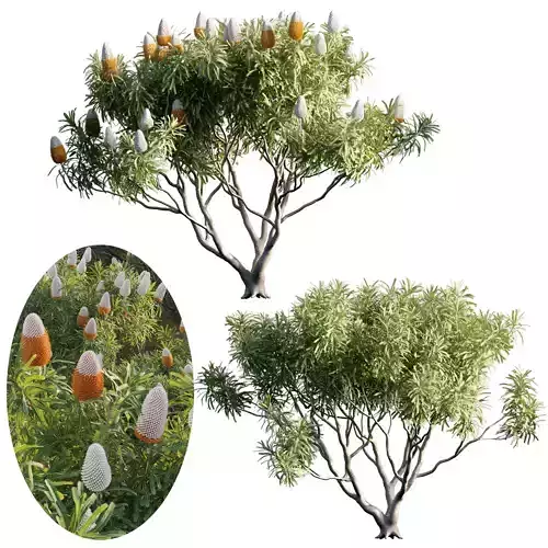 Banksia prionotes - Acorn banksia 02 - GrowFX