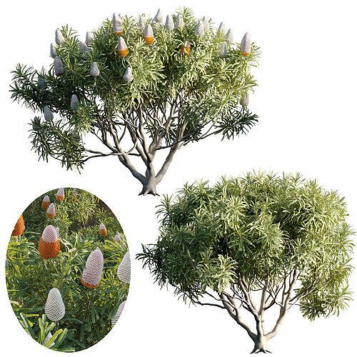 Banksia prionotes - Acorn banksia 03 - GrowFX 3D model