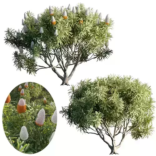 Banksia prionotes - Acorn banksia 03 - GrowFX