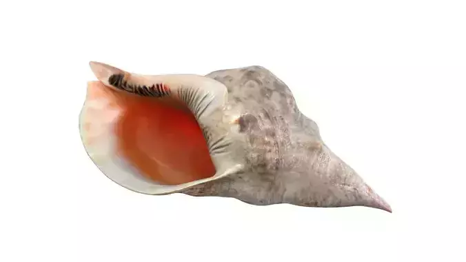 Conch  shell v1