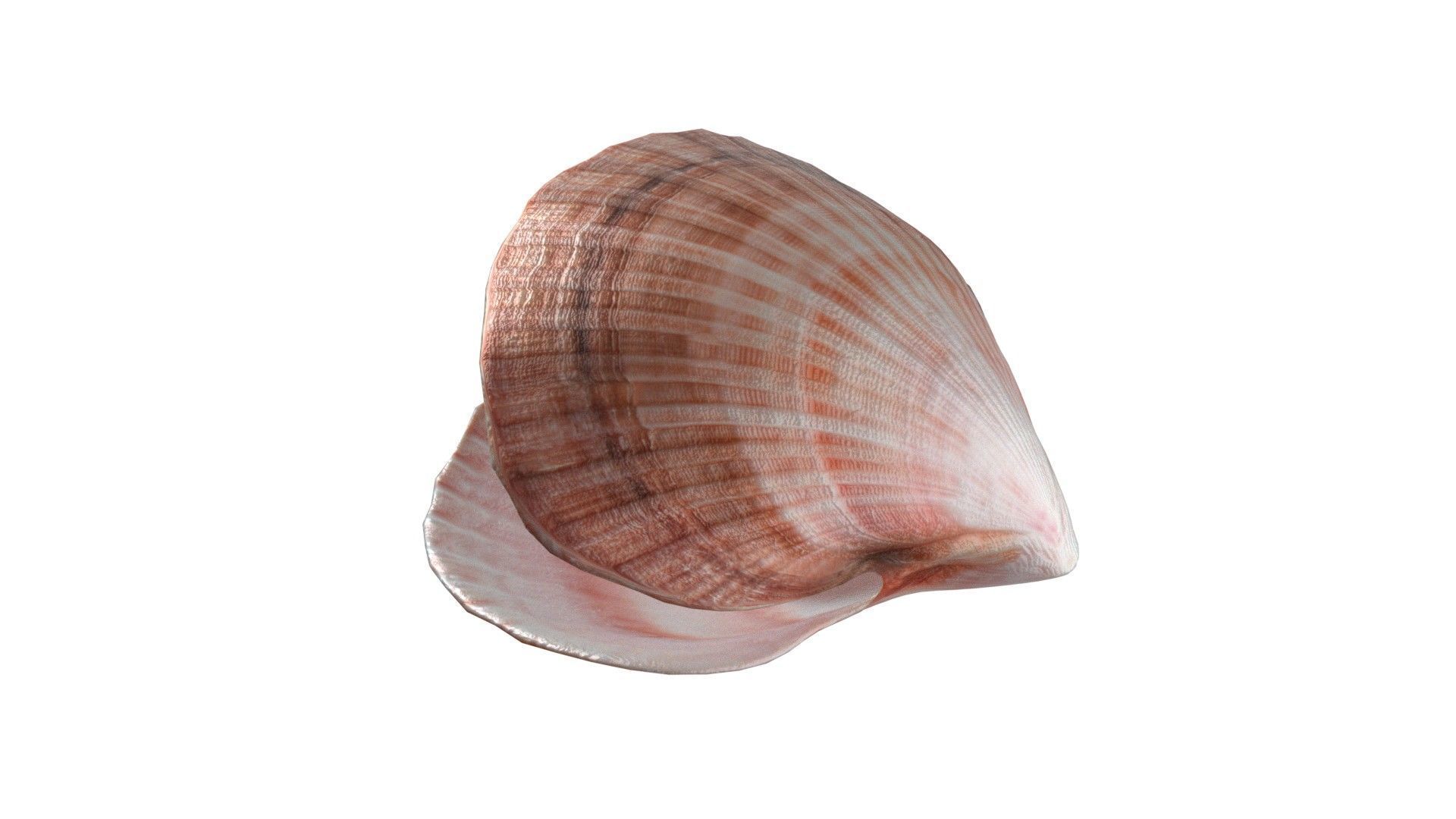 Conch shell pearl   Low-poly 3D model_2