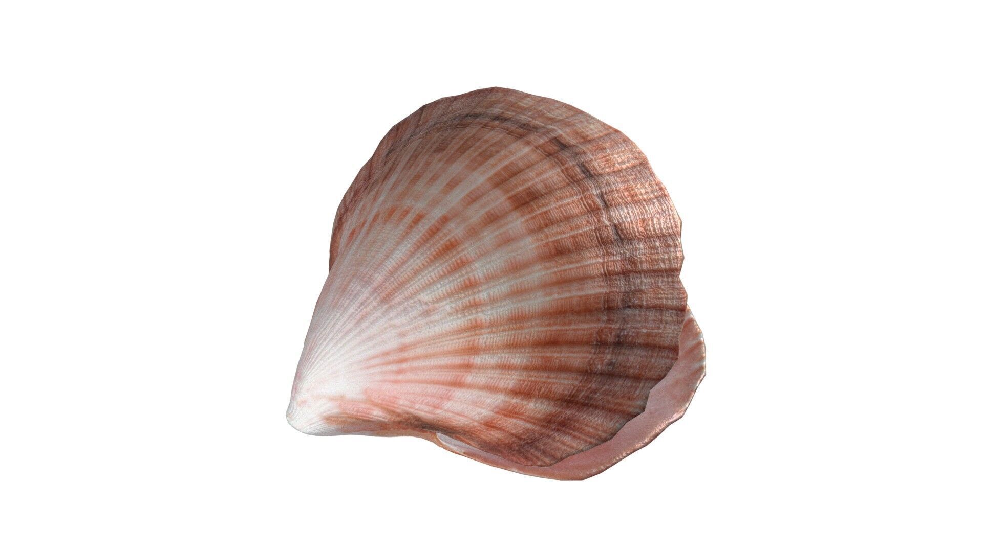 Conch shell pearl   Low-poly 3D model_3